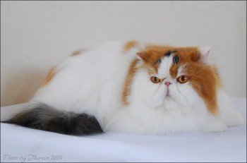 persian cat calico harlequin