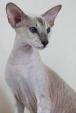 peterbald cat