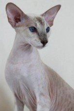 peterbald cat