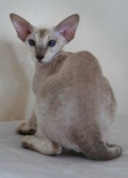 peterbald cat, hairless cat