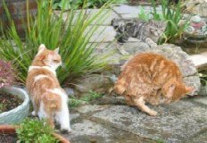 Manx cats