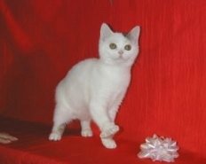 Brown Tabby and White Van Manx Kitten with stubby tail