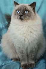 ragdoll cat