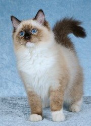 ragdoll kitten