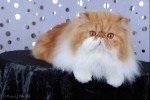 red bi-color persian cat