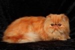 red persian cats