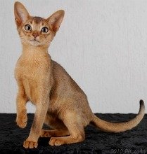 ruddy abyssinian kitten