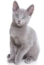 russian blue kitten