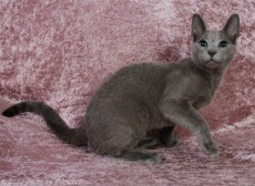 russian blue cat