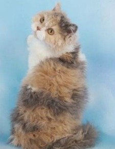 selkirk rex cat