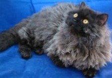 selkirk rex cat