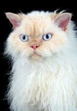 selkirk rex with blue eyes