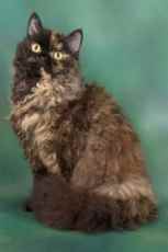 selkirk rex