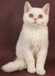 selkirk rex kitten