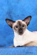 siamese cat