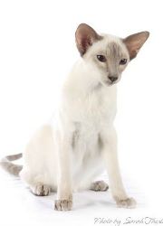 Siamese Kittens for Sale in Utah: Breeders List 2023 - Catster