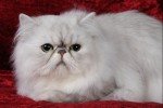 Silver Shaded Persian