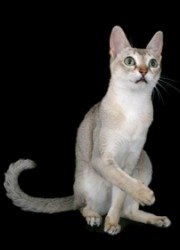 Singapura Cat Breeders List Singapura Cat Breeders List