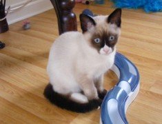 snowshoe cat