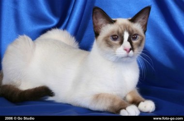 snowshoe cat