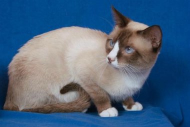 snowshoe cat breed