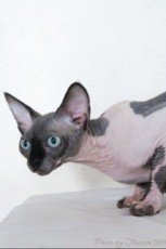 sphynx cat