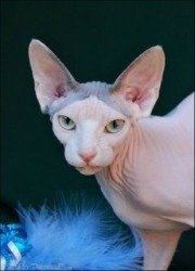 sphynx cat