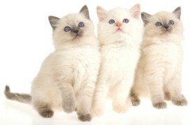 ragdoll kittens