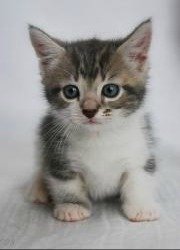 small munchkin kitten