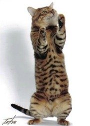 toyger cat standing on back legs