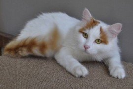 turkish van cat