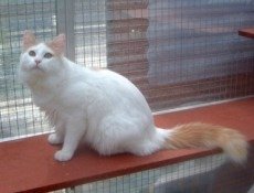 turkish van cat