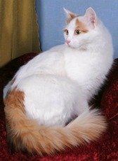 turkish van cat