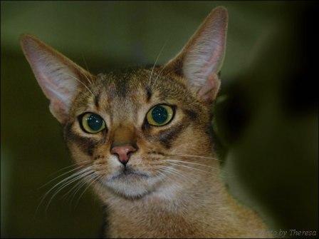 ruddy Abyssinian cat