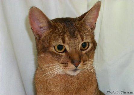 Abyssinian Cat | Owner Landie Copperthwaite | Breeder Marion Waldanja | photo Theresa Fouche