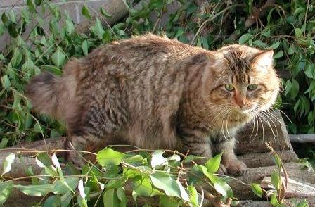 American Bobtail cat