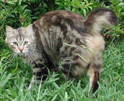 American Bobtail cat