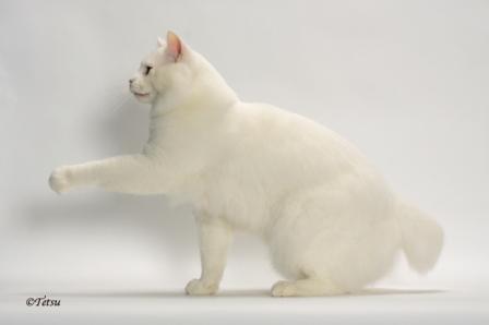 American Bobtail Cat | A Bebop Tail Yeti of NuDawnz | Breeder Lorna Friemoth| photo Tetsu