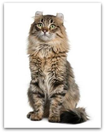 American Curl cat