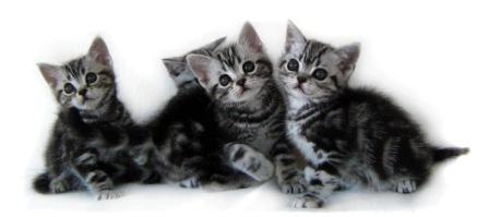 American Shorthair kitten