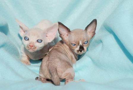 Bambino kittens