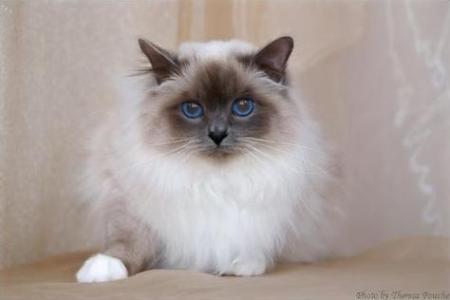 Birman cat © Theresa Fouche