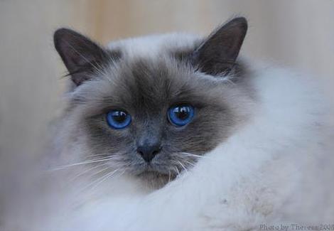 © Theresa Fouche | Birman cat – Engeltje  | owner Sandy Gunst