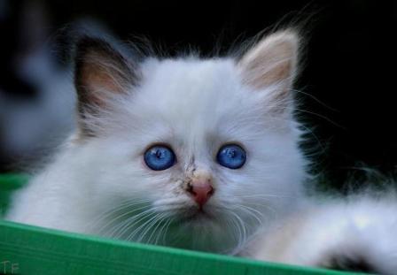 Birman kitten