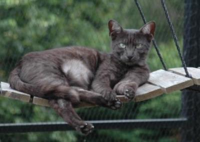 black egyptian mau