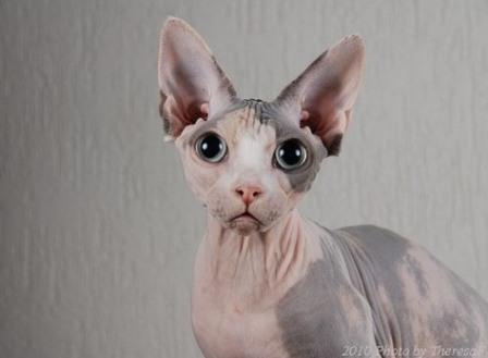 black harlequin Sphynx cat