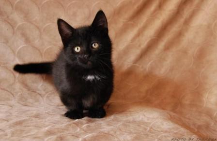 black Munchkin kitten