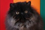 black persian cat