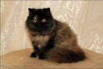 black tortie persian