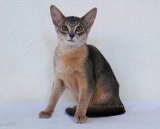 Chenzira Kissa |blue Abyssinian kitten |Owner Chantelle Heydenrych